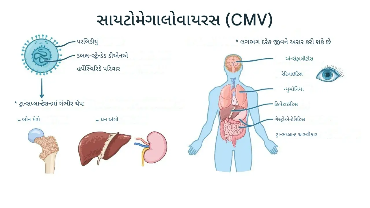 સાયટોમેગાલો વાયરસ