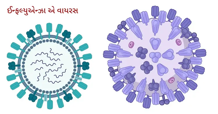 ઇન્ફ્લુએન્ઝા A