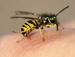મધમાખી કરડે તો શું કરવું