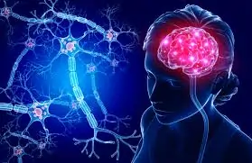 નસ અને ન્યુરોલોજી સંબંધિત