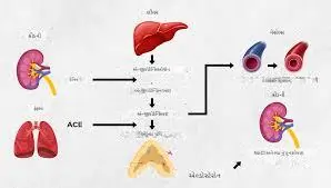 ACE અવરોધકો